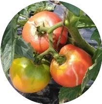 トマト実る20180708